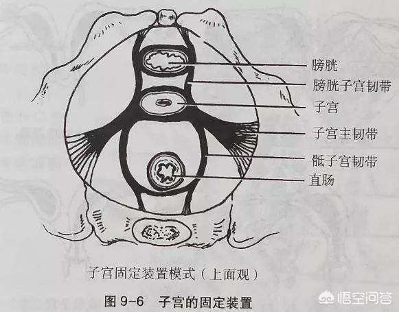 产后妈妈子宫脱垂该怎么办，怎么恢复？