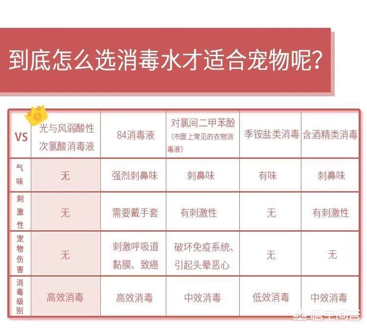 养一对布偶猫每月大约要花多少钱？网友的账单晒出来惊呆我