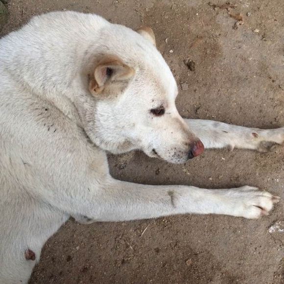 城市的话,有地方的话养只广西土猎也不错今天回老家看了看,发现家里