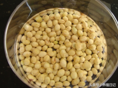 黄豆芽怎么发（用这3个简单妙招，发芽快还没烂味）