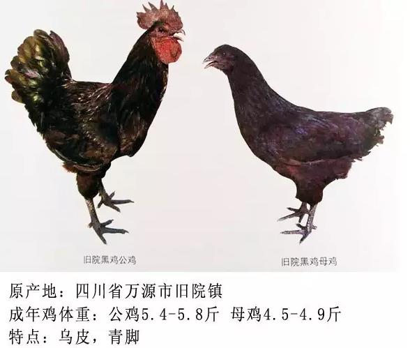 国内常见的土鸡品种全在这里了,土鸡养殖户们快来认识认识