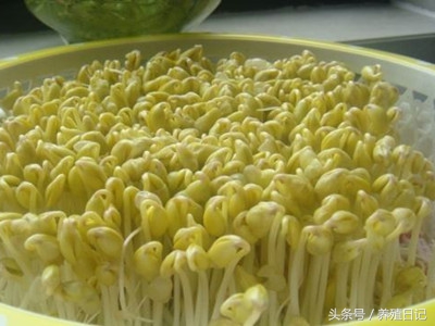 黄豆芽怎么发（用这3个简单妙招，发芽快还没烂味）