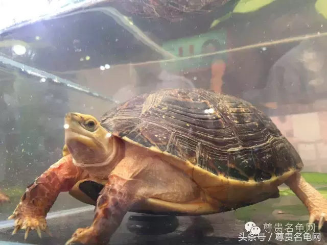 全世界最贵的乌龟，折服了！