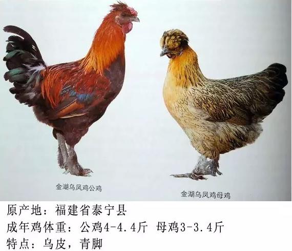 中国十大名鸡排名图片图片