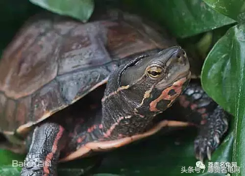 全世界最贵的乌龟，折服了！