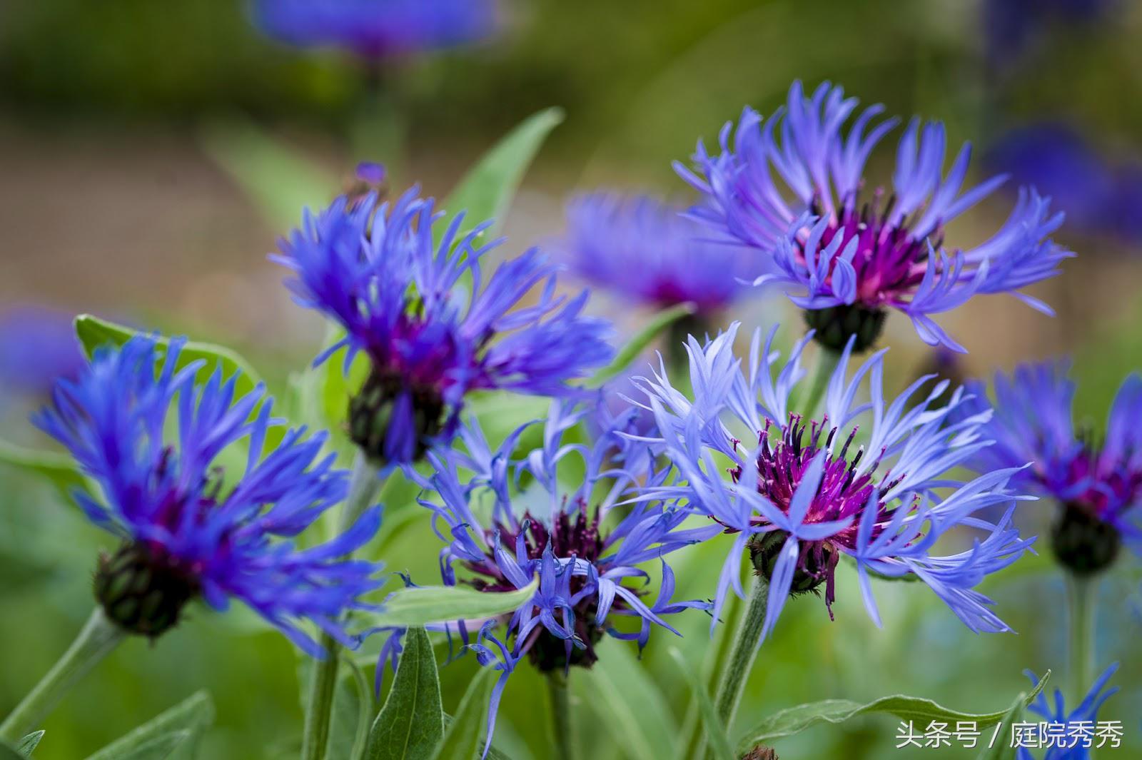 矢车菊人称蓝芙蓉和荔枝菊,花语是遇见和幸福