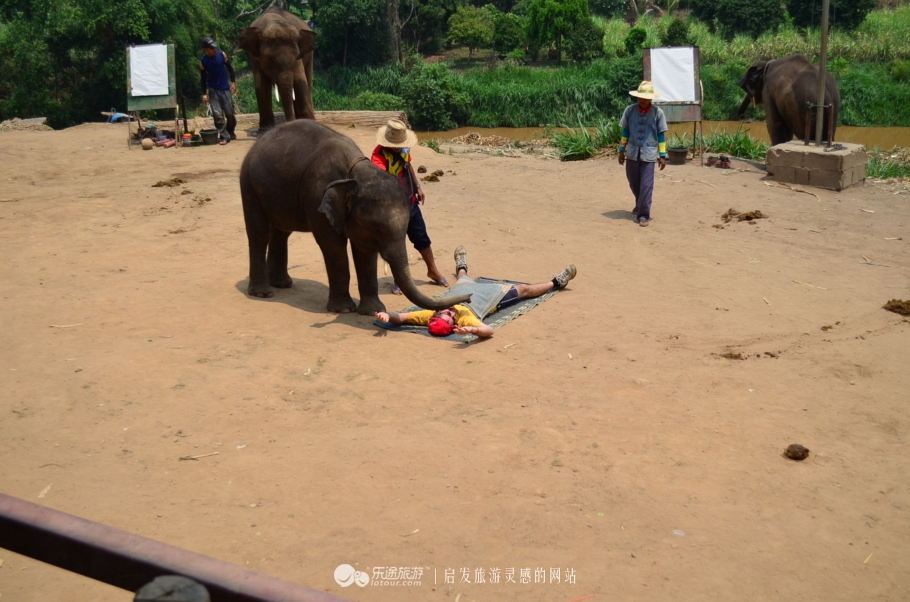 清迈有感：骑大象一时爽，象宝宝很受伤