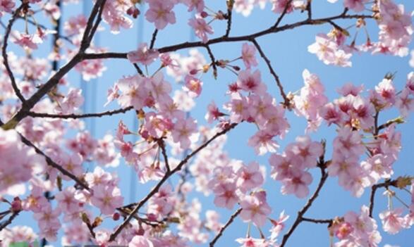 樱花一般开多久 不同樱花的开放时间