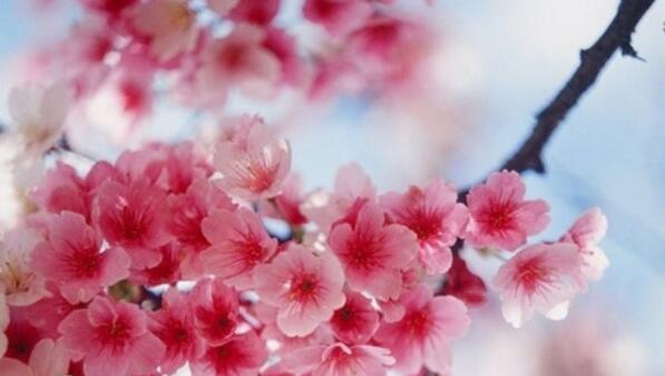 樱花一般开多久 不同樱花的开放时间