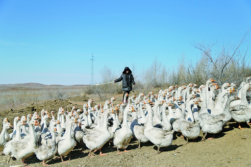 丰民同和,丰民同和公司简历