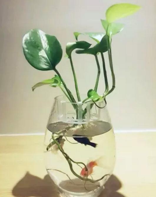 水培花卉太简单了，三步搞定所有花草