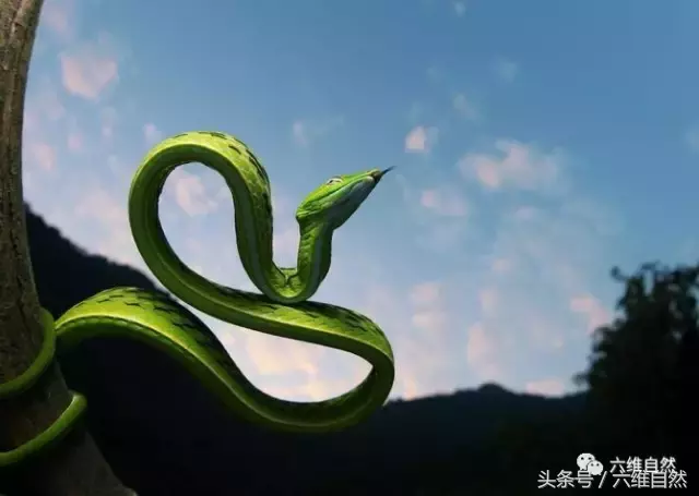 绿色的蛇的图片（经常被当做竹叶青的绿色蛇类）