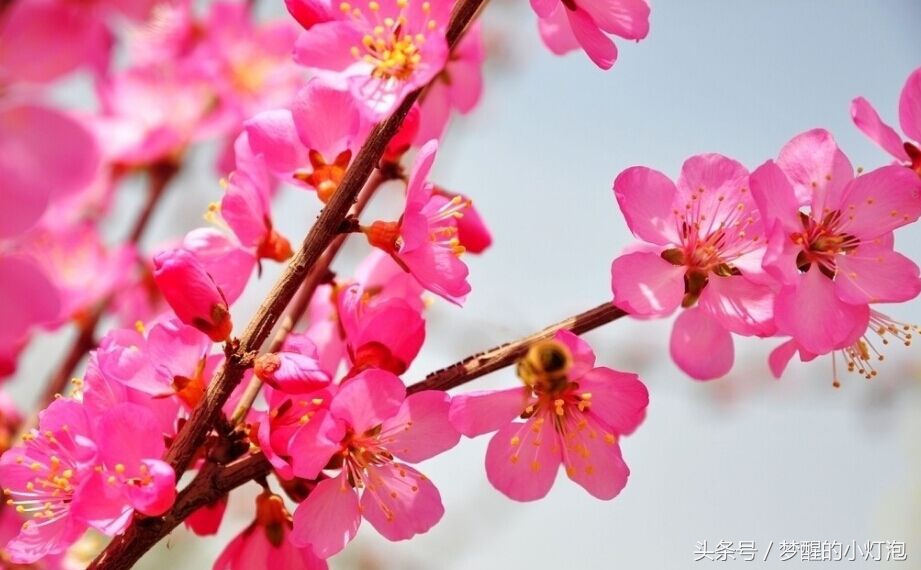 贤妻看过来：容易导致丈夫犯桃花出轨的4种风水及时调整