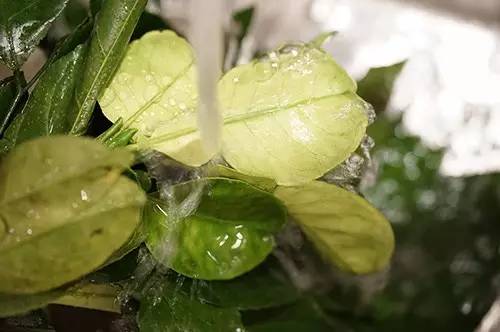 柚叶水洗个澡,祛一年霉运