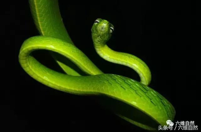 绿色的蛇的图片（经常被当做竹叶青的绿色蛇类）