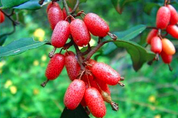 这种果子,农村人把它叫做"羊奶子",有止血止咳奇效,你知道吗