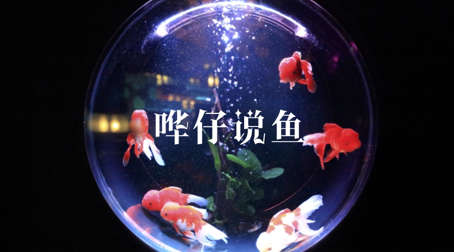 养锦鲤的三个小窍门，学会至少能省2745元