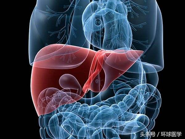 肝脏的位置(肝脏在身体的哪个部位?)-骁龙网