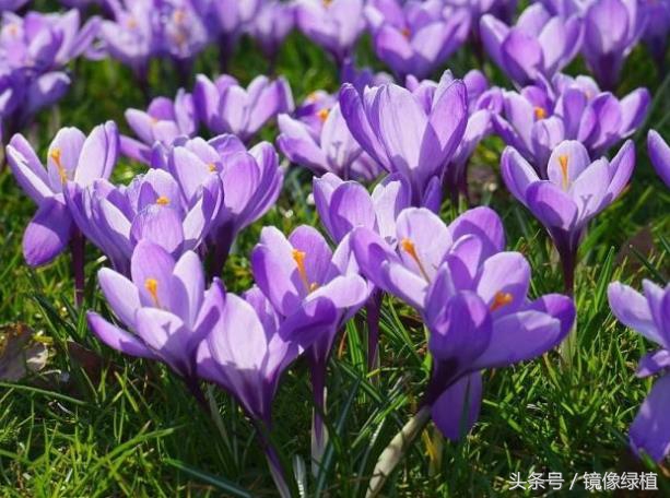 2月生日花图集——送给迎春时节出生的人们