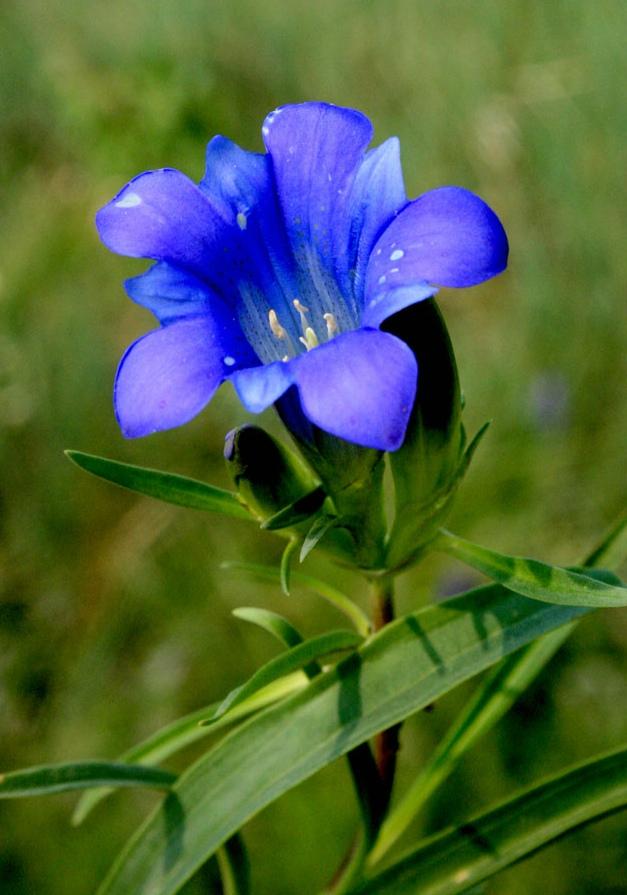 《本草》植物志之龙胆:唐朝的一场瘟疫,令它功成名就