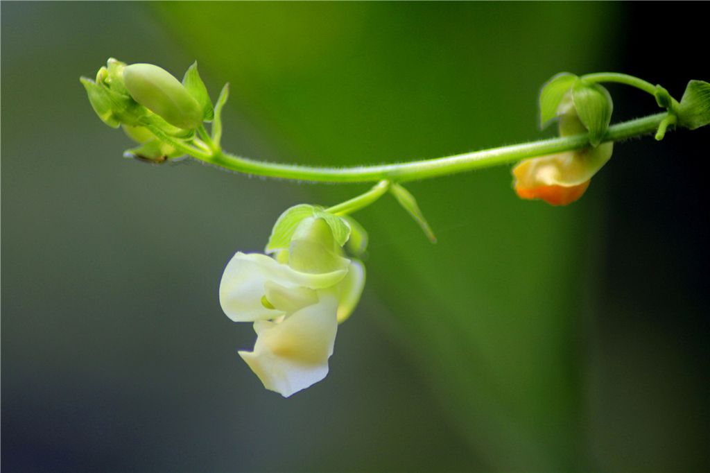 豆角花开也妩媚