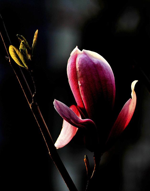 《本草》植物志之玉兰：玉兰花开试羽衣，劝君惜取少年时