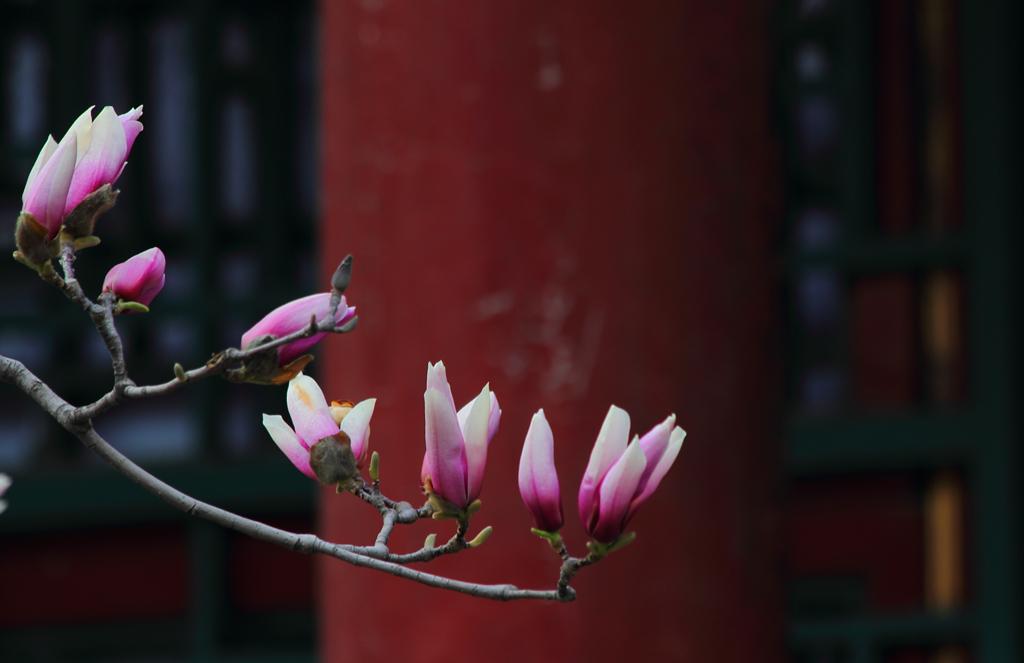 《本草》植物志之玉兰：玉兰花开试羽衣，劝君惜取少年时
