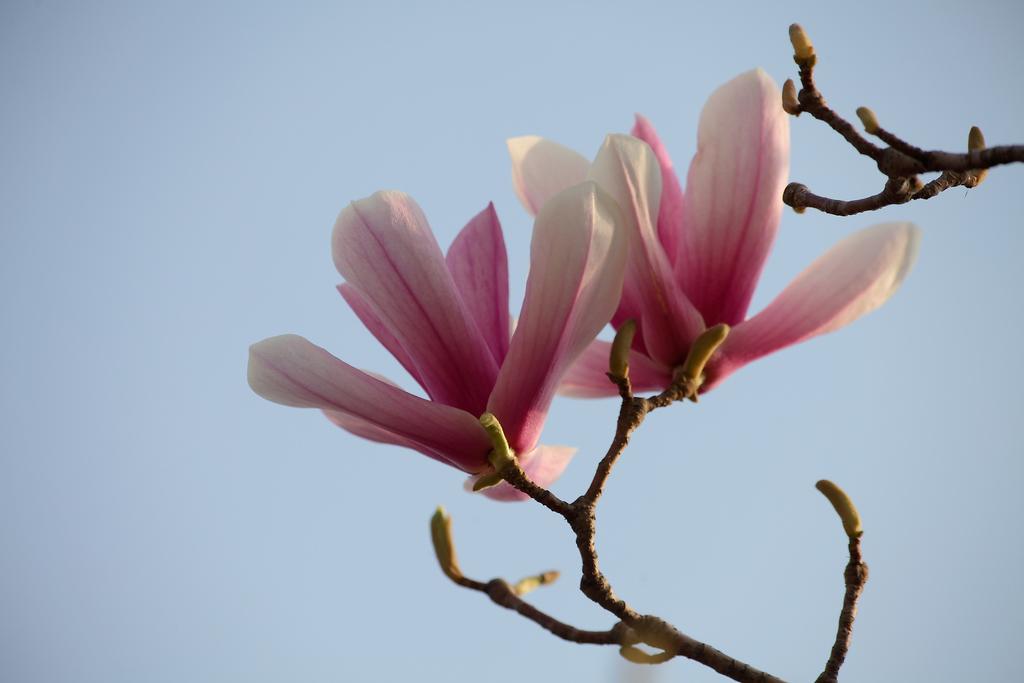 《本草》植物志之玉兰：玉兰花开试羽衣，劝君惜取少年时