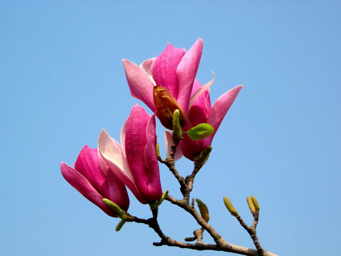 《本草》植物志之玉兰：玉兰花开试羽衣，劝君惜取少年时