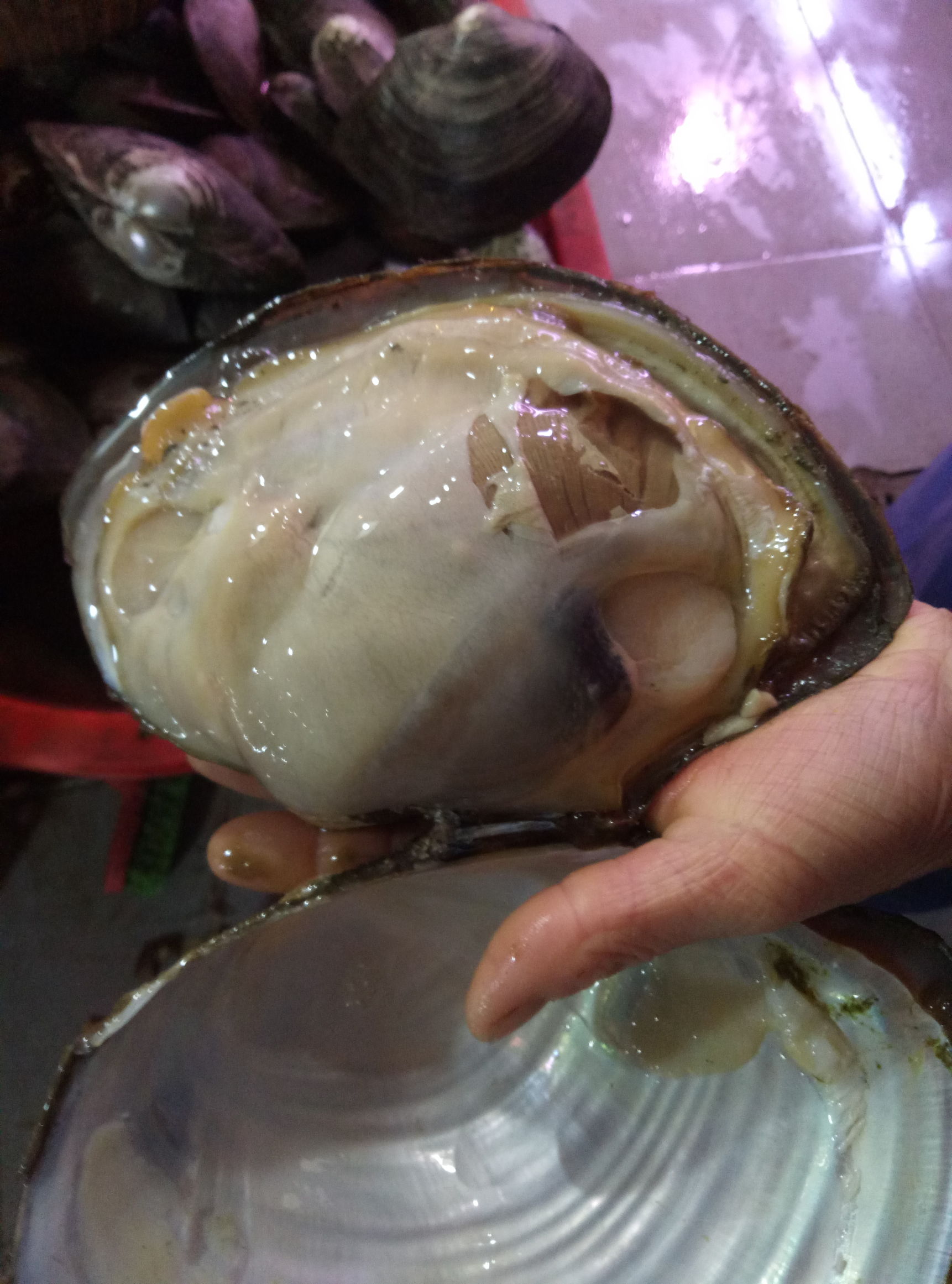 河蚌哪些部位能吃