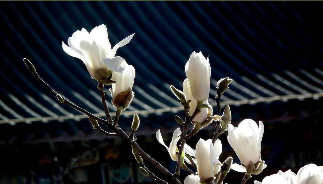 《本草》植物志之玉兰：玉兰花开试羽衣，劝君惜取少年时