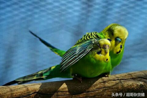 虎皮鹦鹉尾巴v和w图片(虎皮繁殖) - 赤虎壹号