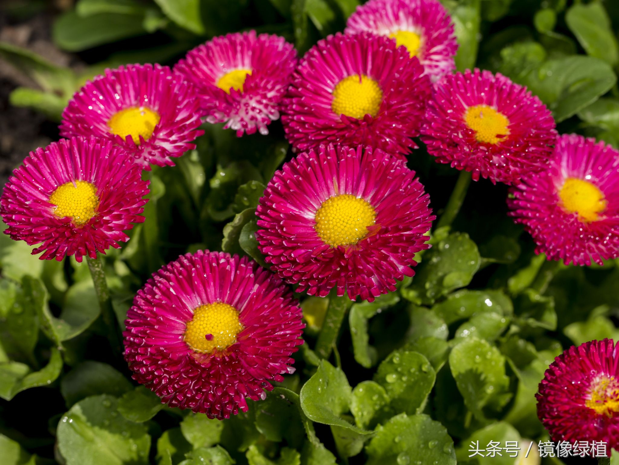 2月生日花图集——送给迎春时节出生的人们