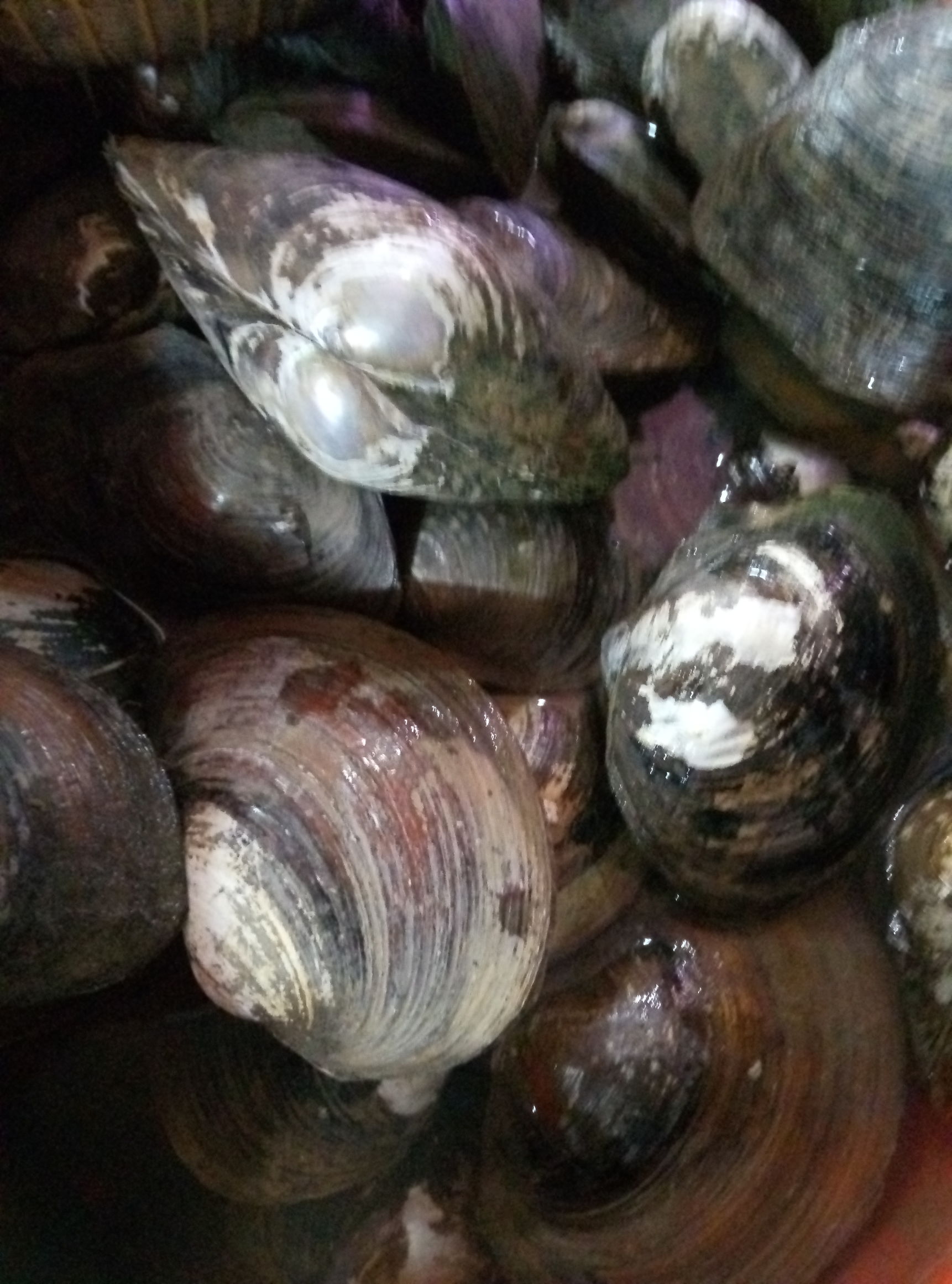 河蚌哪些部位能吃