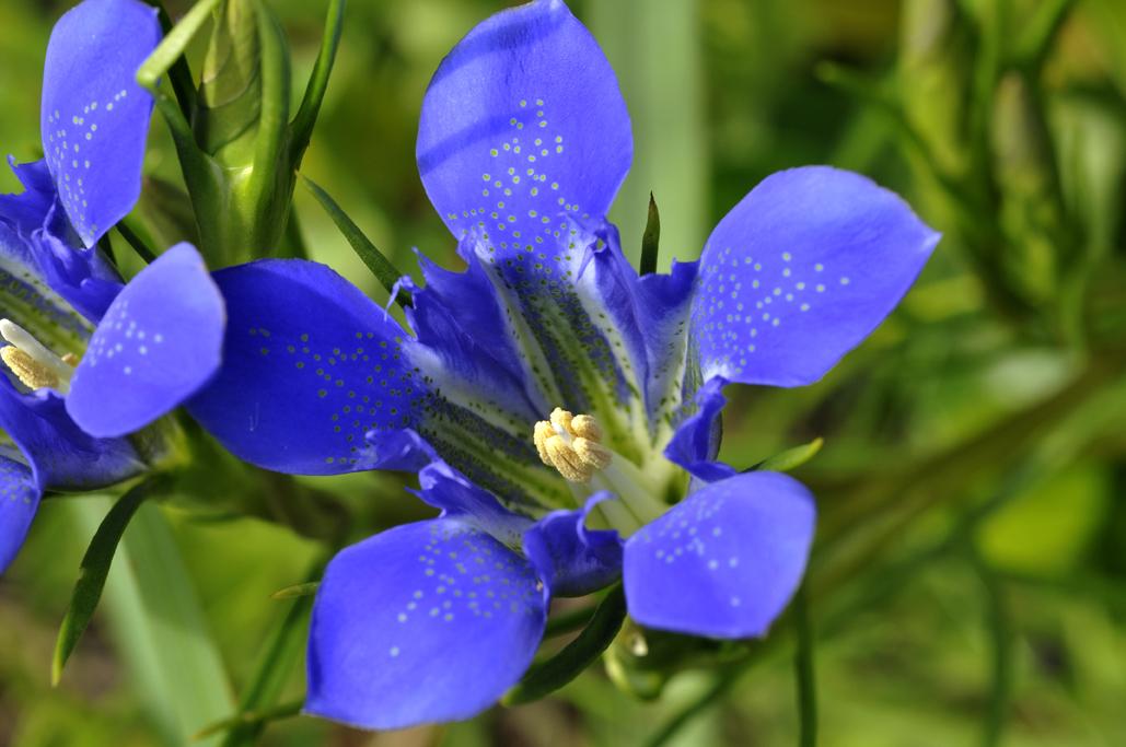 《本草》植物志之龙胆:唐朝的一场瘟疫,令它功成名就