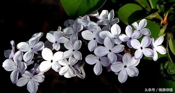 2月生日花图集——送给迎春时节出生的人们