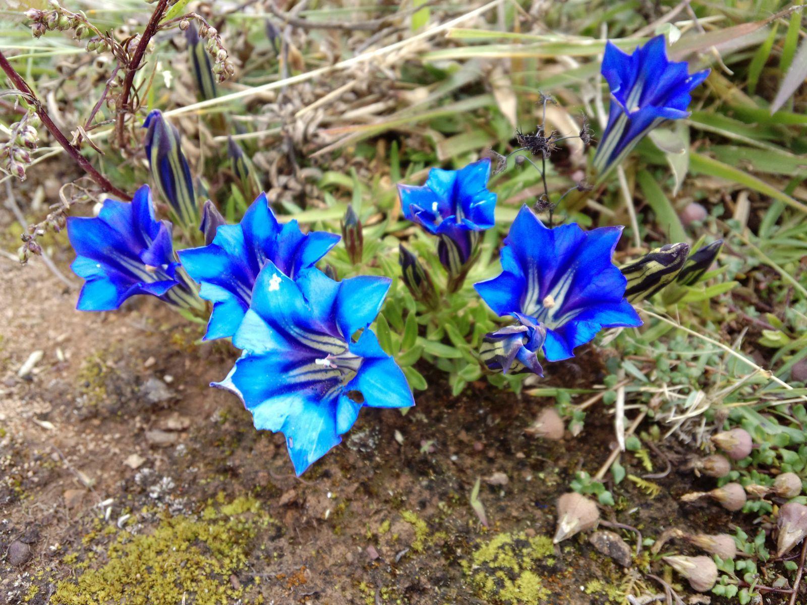 龙胆的功效与作用(本草) - 行就行