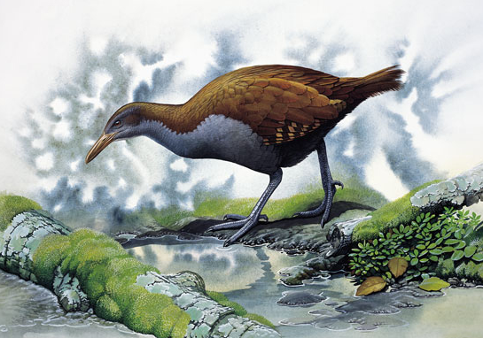 隆鸟的故事有哪些 _飞翔号