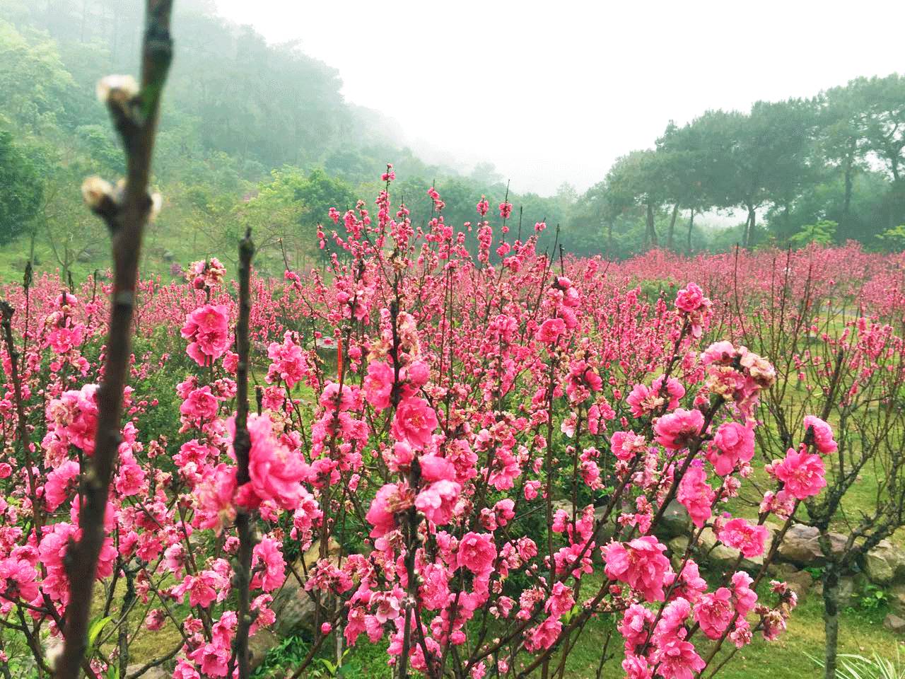 桃花,杜鹃花怒放,群芳争艳!