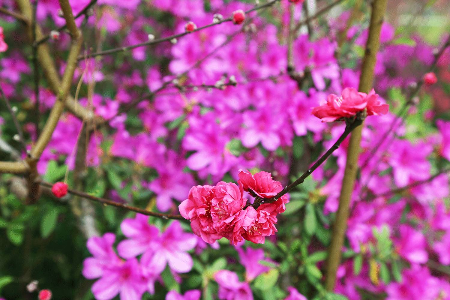 青秀山最美时节来临！桃花、杜鹃花怒放，群芳争艳！