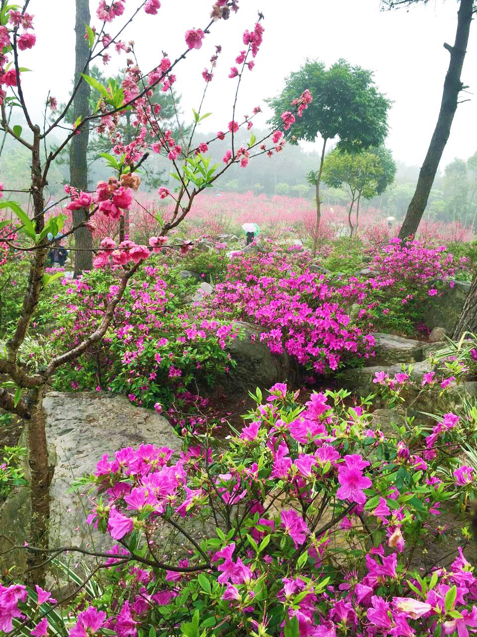 青秀山最美时节来临！桃花、杜鹃花怒放，群芳争艳！