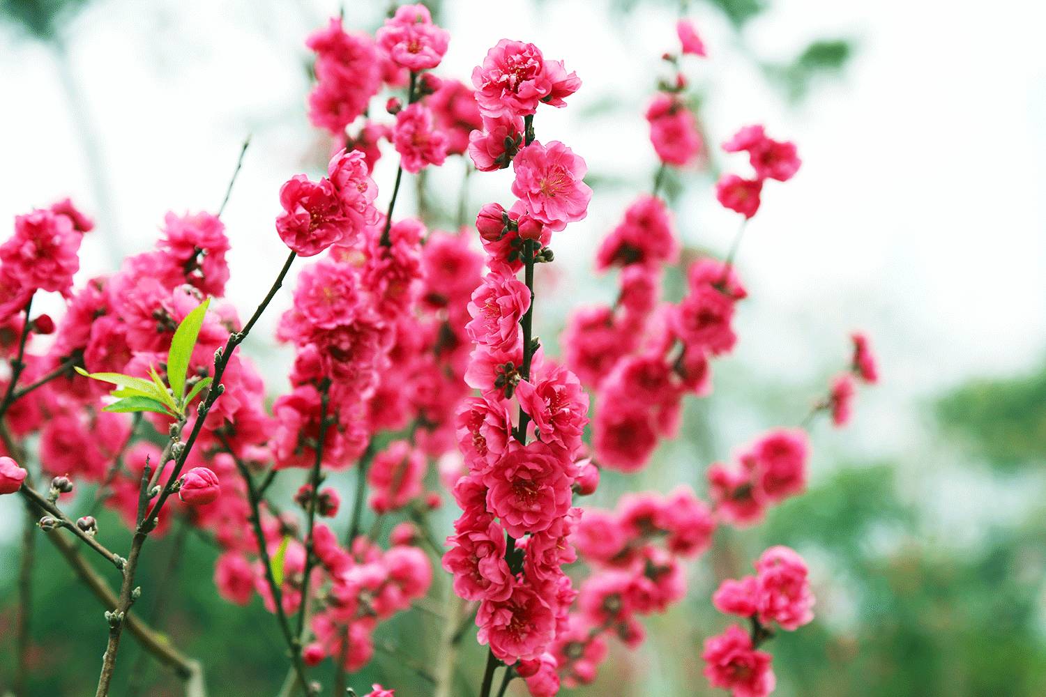 青秀山最美时节来临！桃花、杜鹃花怒放，群芳争艳！