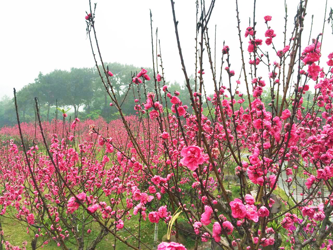 青秀山最美时节来临！桃花、杜鹃花怒放，群芳争艳！