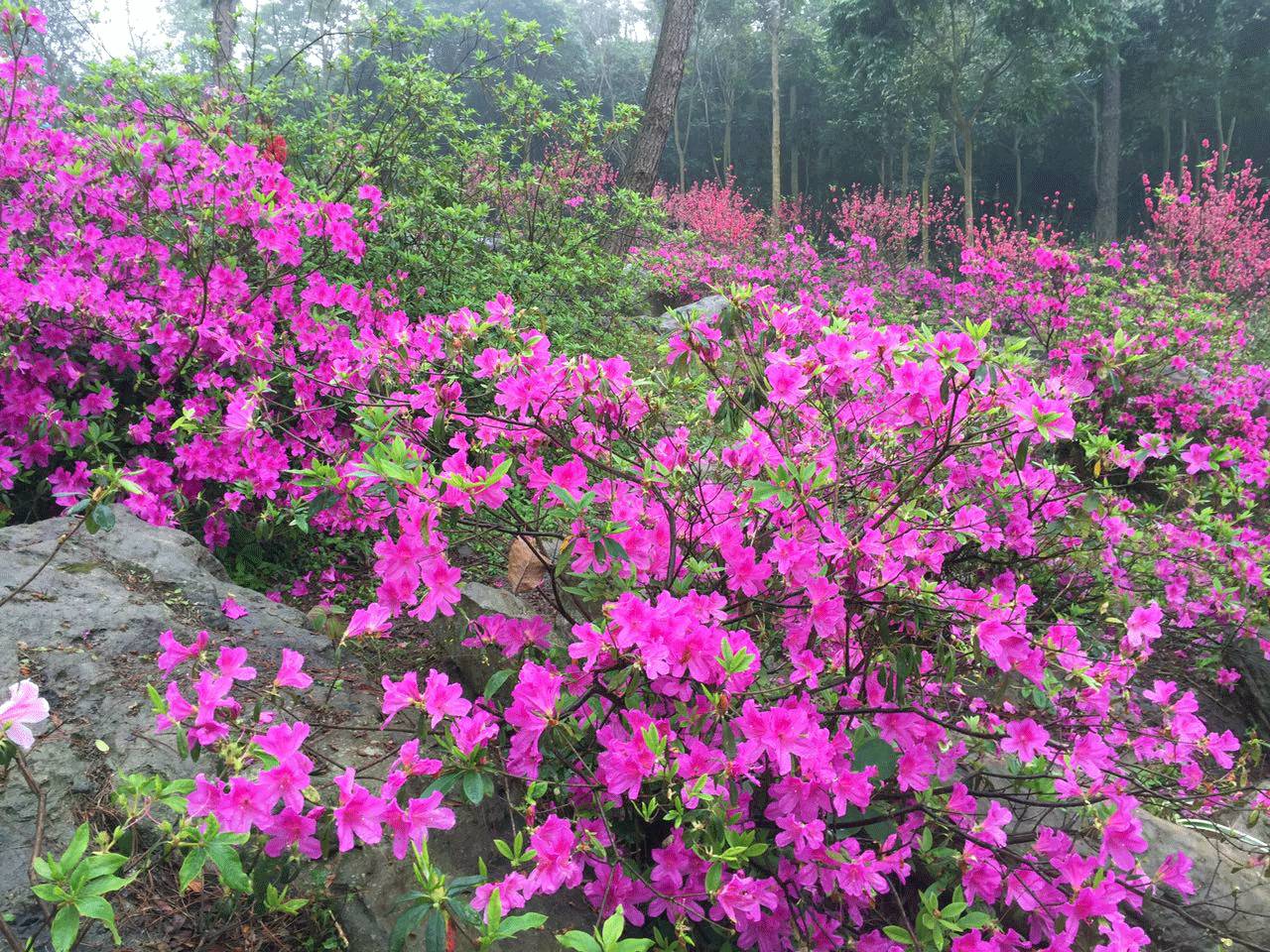 青秀山最美时节来临！桃花、杜鹃花怒放，群芳争艳！