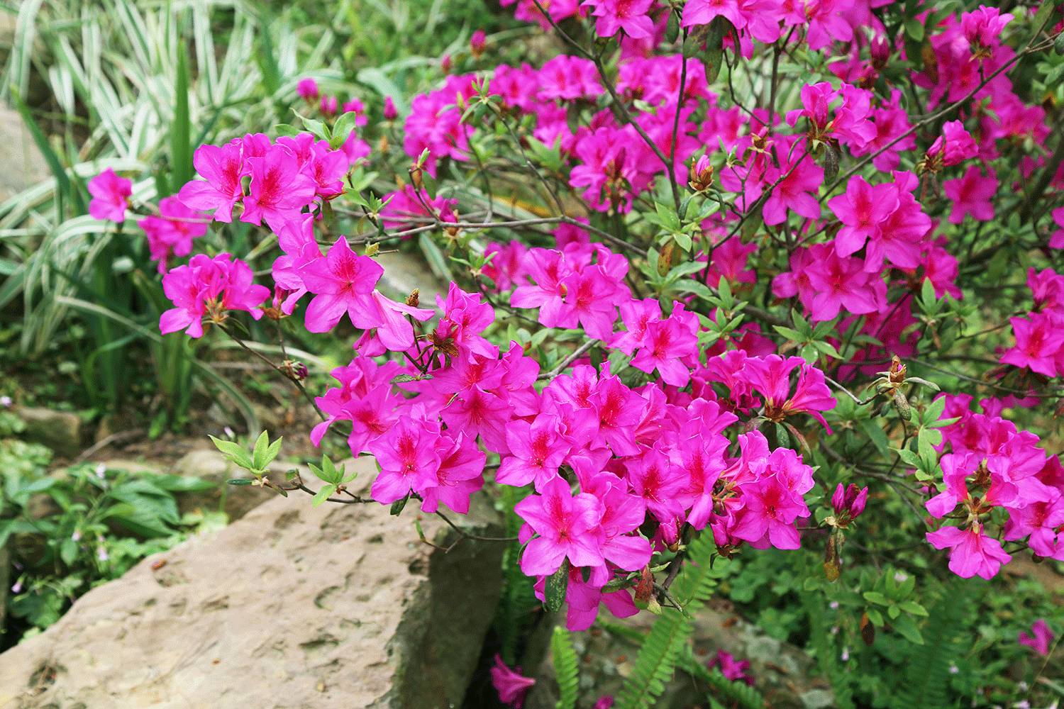 青秀山最美时节来临！桃花、杜鹃花怒放，群芳争艳！