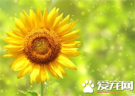 向日葵在什么季节开放（开花时间在阳光最火热的时候）