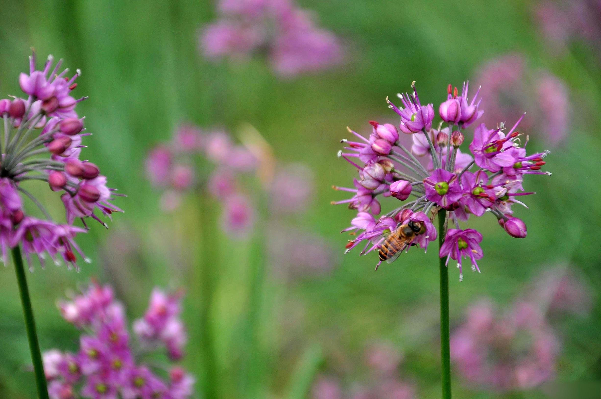 《本草》植物志之苦荞:药食同源,你知道它救了多少人吗?
