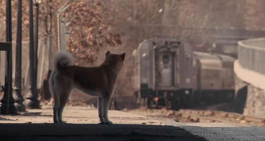 《忠犬八公的故事》，看完这部电影，你将非常想要养一条狗