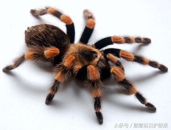 世界十大毒王排行榜！澳洲独占前三甲！