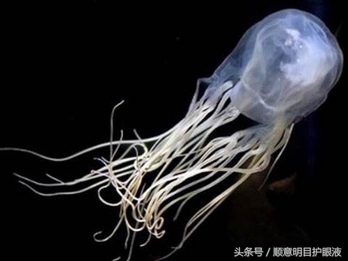 世界十大最致命毒物排行榜：毒性最强的天然与合成毒素